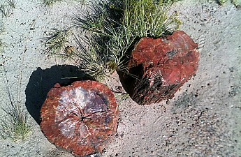 Petrified-log-sections-7-PFNP-AZ.jpg