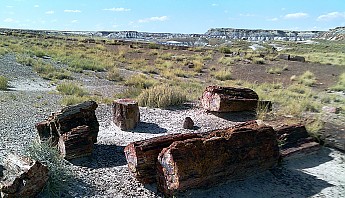 Petrified-log-sections-8-PFNP-AZ.jpg