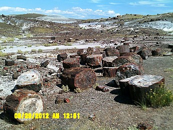 Petrified-log-sections-2-PFNP-AZ.jpg