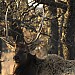 Elk