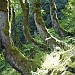 trees