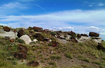 Petrified-log-sections-10-PFNP-AZ.jpg