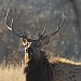 elk