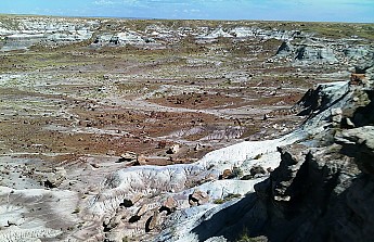 Petrified-log-sections-11-PFNP-AZ.jpg