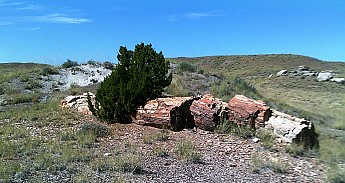 Petrified-log-sections-12-PFNP-AZ.jpg