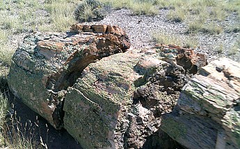 Petrified-log-sections-13-PFNP-AZ.jpg