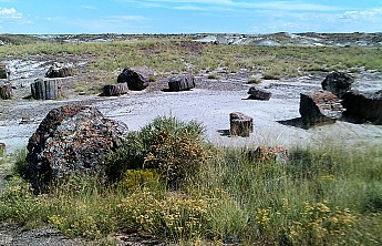 Petrified-log-sections-14-PFNP-AZ.jpg