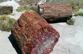 Petrified-log-sections-PFNP-AZ.jpg