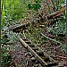 a tree had fallen across the trail on this decent from White Water Falls overlook to the WW river trail Damage