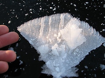 Giant-hoarfrost.jpg