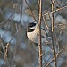 Chickadee on the Jack Pine Trail