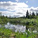 Summer Day in Algonquin