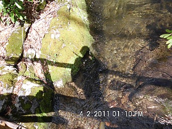 Spring-Trip-4-1-11-037.jpg