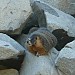 D4-03-Marmot