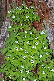 Mc101-Bunchberry02.jpg