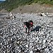 Dante on rocky Lost Coast "beach"