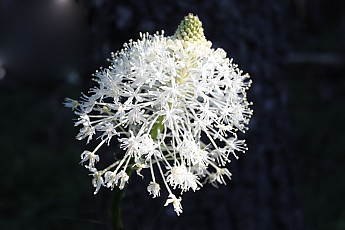 Mc102-BeargrassFlower03.jpg
