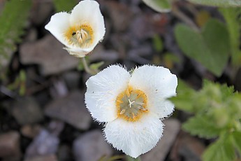 Mc105-MariposaLily06.jpg
