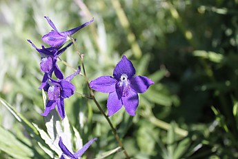 Mc106-Larkspur07.jpg