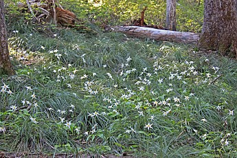 Mc112-AvalancheLily13.jpg