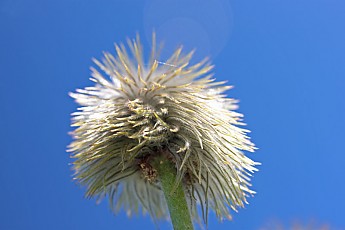 Mc118-PasqueFlower20.jpg