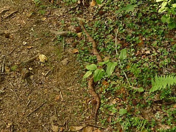 TRIP-122-440.jpg