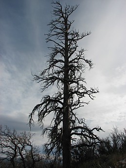 Tallold-dead-Ponderosa-Pine.jpg