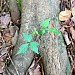 DPP_Moultrie_Passage_20063