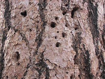 Woodpecker-holes-in-Ponderosa-Pine-Bark.