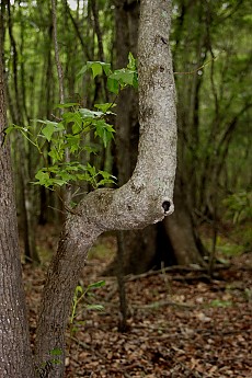 DPP_Moultrie_Passage_20092.jpg
