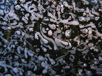 Bubble-tracks.jpg