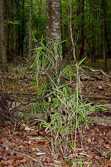 DPP_Moultrie_Passage_20091.jpg