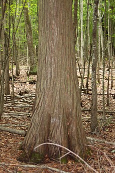 DPP_Moultrie_Passage_20061.jpg