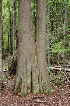 DPP_Moultrie_Passage_20081.jpg