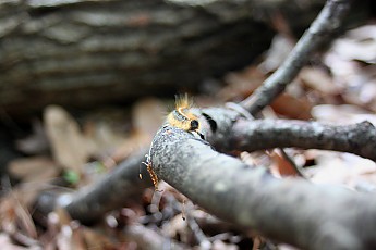 DPP_Moultrie_Passage_20110.jpg