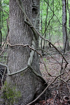 DPP_Moultrie_Passage_20089.jpg