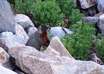 Hoary-Marmot-N-Cascade-Canyon-GTNP-WY.jp