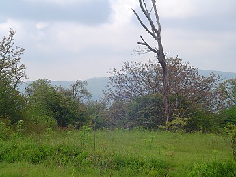 Joyce-Kilmer-Trip-2012-159.jpg