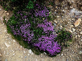 High-alpine-flowers-at-9000-feet-in-N-Ca
