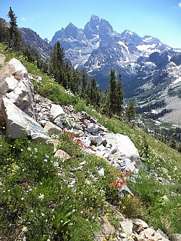 Indian-Paintbrush-in-N-Cascade-Canyon-GT