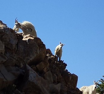 Rocky-Mtn-Goats-near-Paintbrush-Divide-G