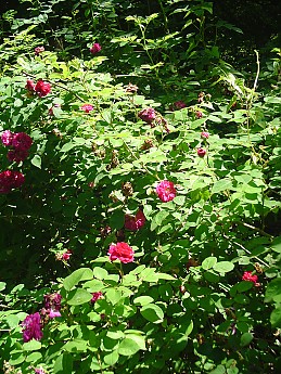 Joyce-Kilmer-Trip-2012-093.jpg