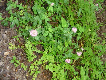 Joyce-Kilmer-Trip-2012-189.jpg