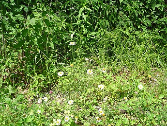 Joyce-Kilmer-Trip-2012-063.jpg
