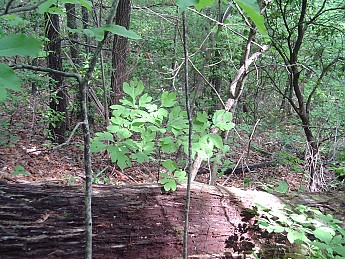 Joyce-Kilmer-Trip-2012-077.jpg