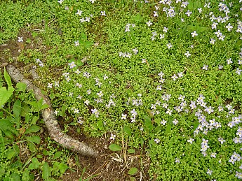 Joyce-Kilmer-Trip-2012-113.jpg