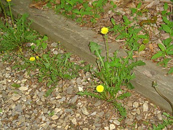 Joyce-Kilmer-Trip-2012-114.jpg