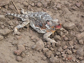 Found-on-trail-dead-this-Horney-Toad.jpg
