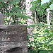 a nice little anole lizard on the corner of the sign and a quick snap captured him, albeit not too sharply! Spot the Anole?