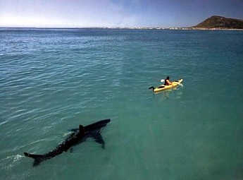 kayak20and20shark.jpg